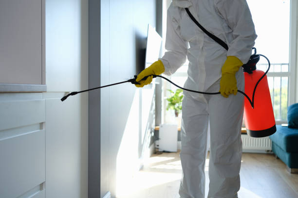 Mold Odor Removal Services in Magnolia, OH